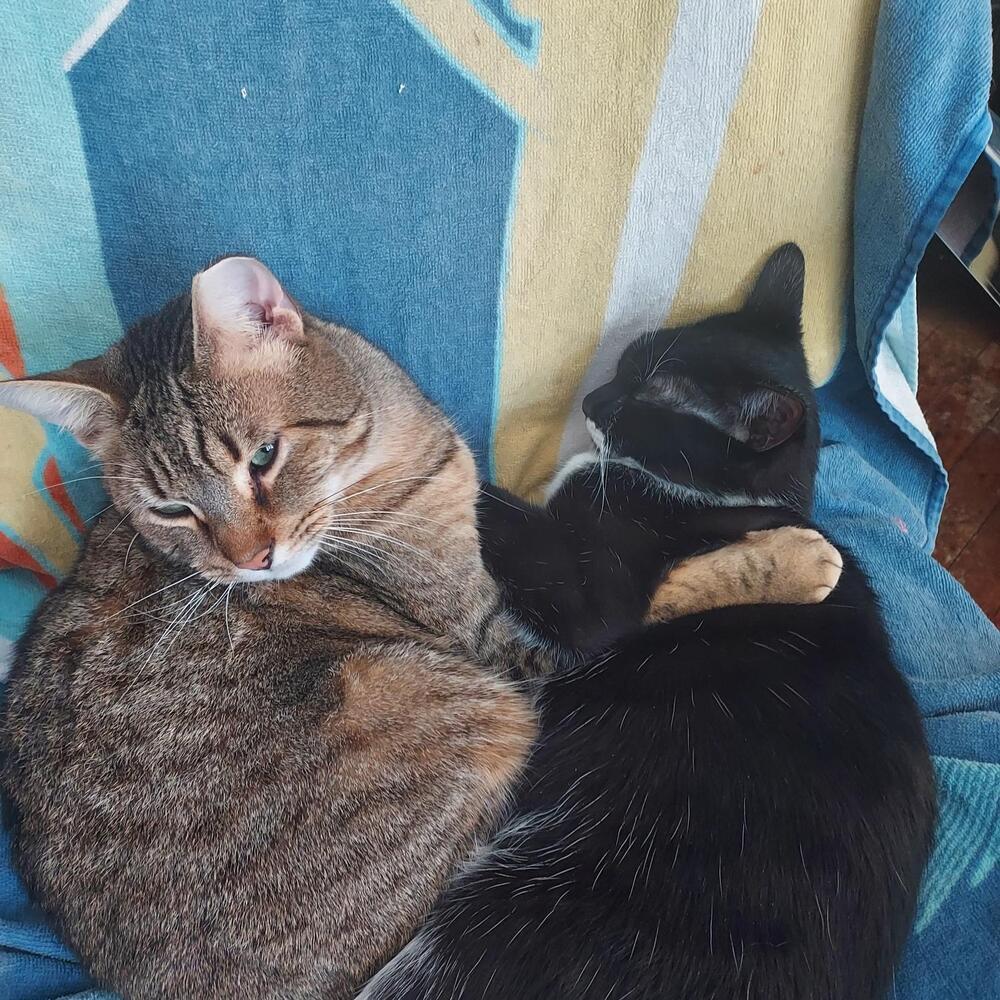 Enlarge Chef, a Adoptable mixed breed in Ferndale, MI image 5/5