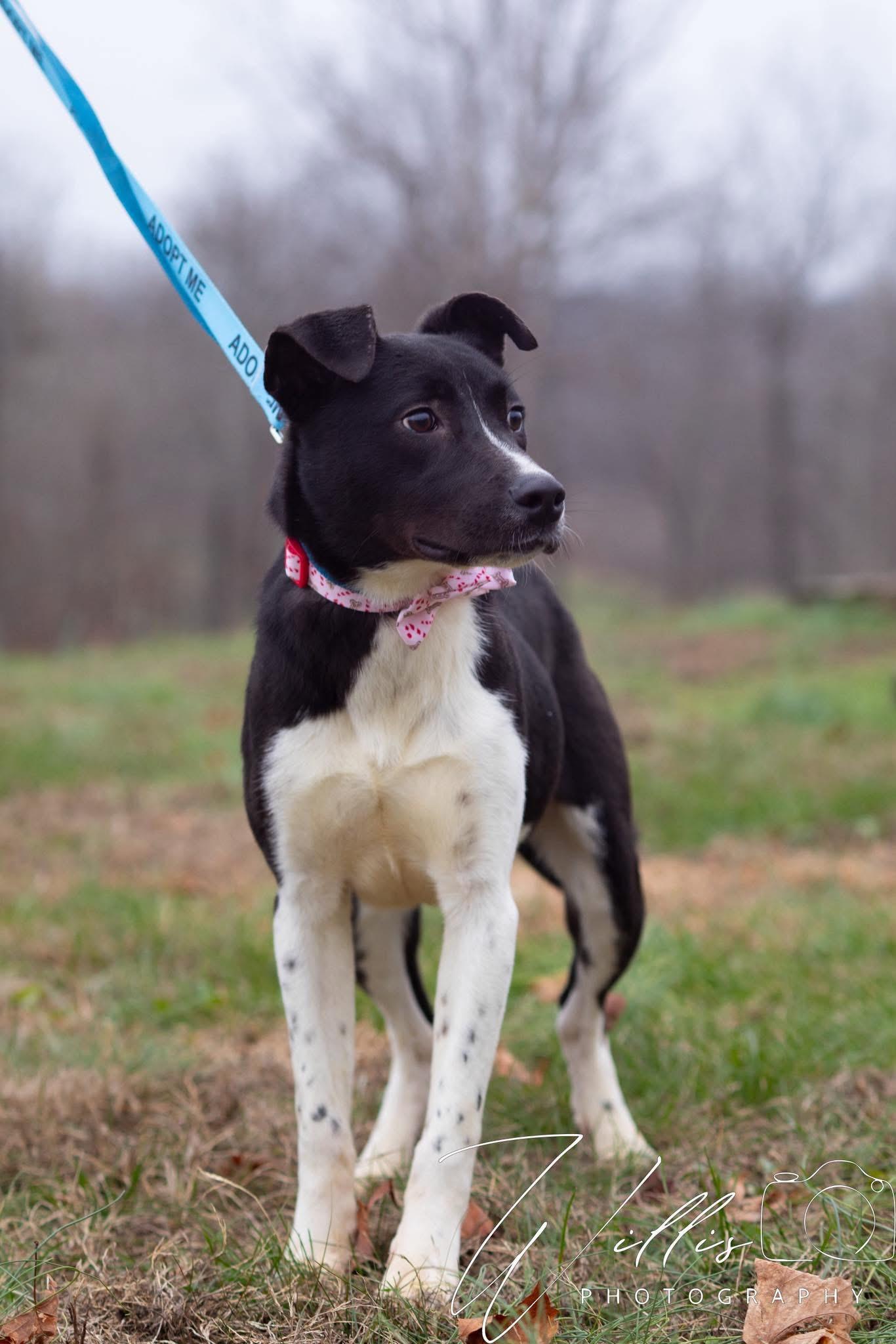 Skye , ADOPTABLE, Young Female Border Collie.