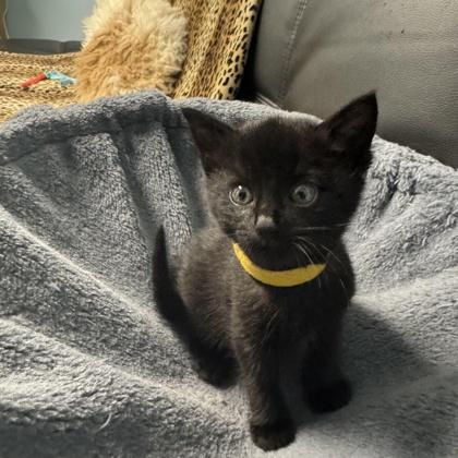 Notte, Adoptable, Kitten Female Domestic Short Hair & Domestic Short Hair.