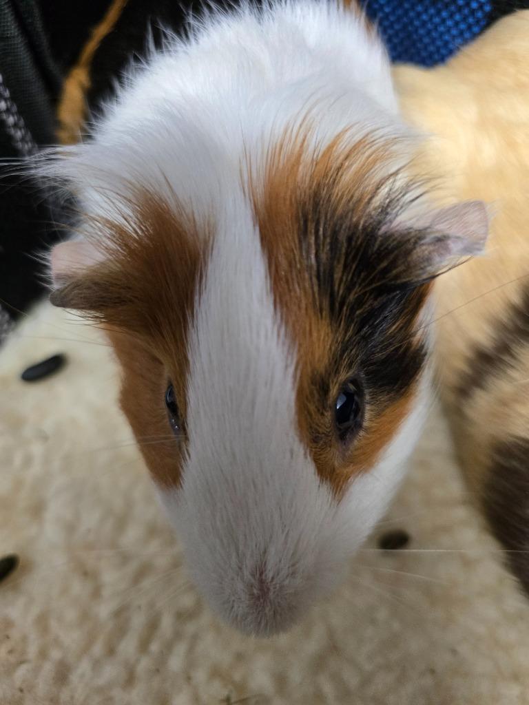 Azul, Adoptable, Young Male Guinea Pig.