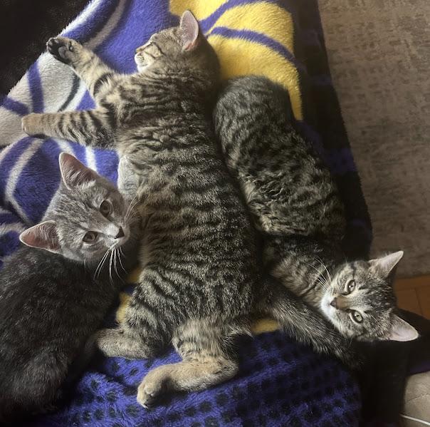 Sparky, an adopted Domestic Short Hair in Andover, MN image 5/6