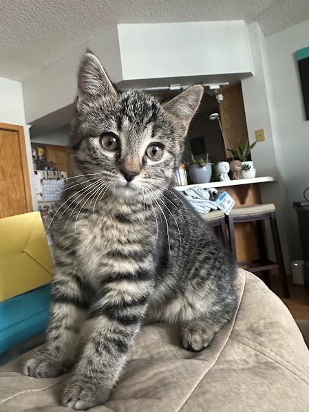 Sparky, an adopted Domestic Short Hair in Andover, MN image 3/6