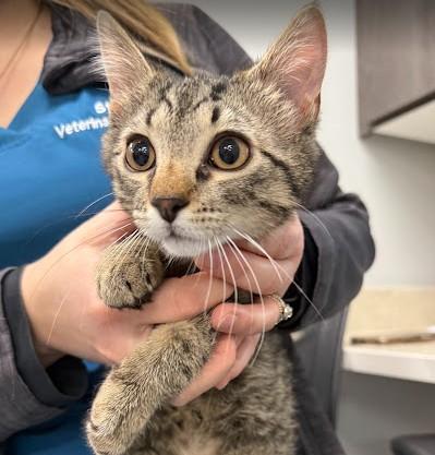Sparky, an adopted Domestic Short Hair in Andover, MN image 4/6