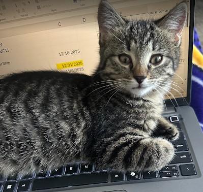 Sparky, adopted, Kitten Female Domestic Short Hair.