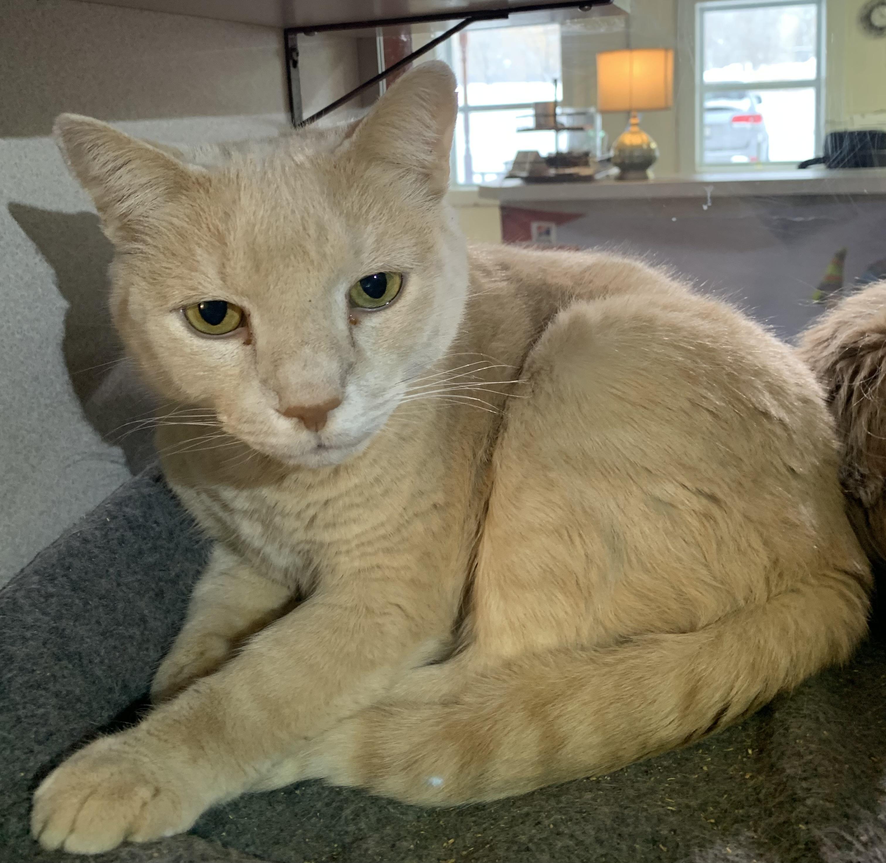 Rudy, adopted, Senior Male Domestic Short Hair.