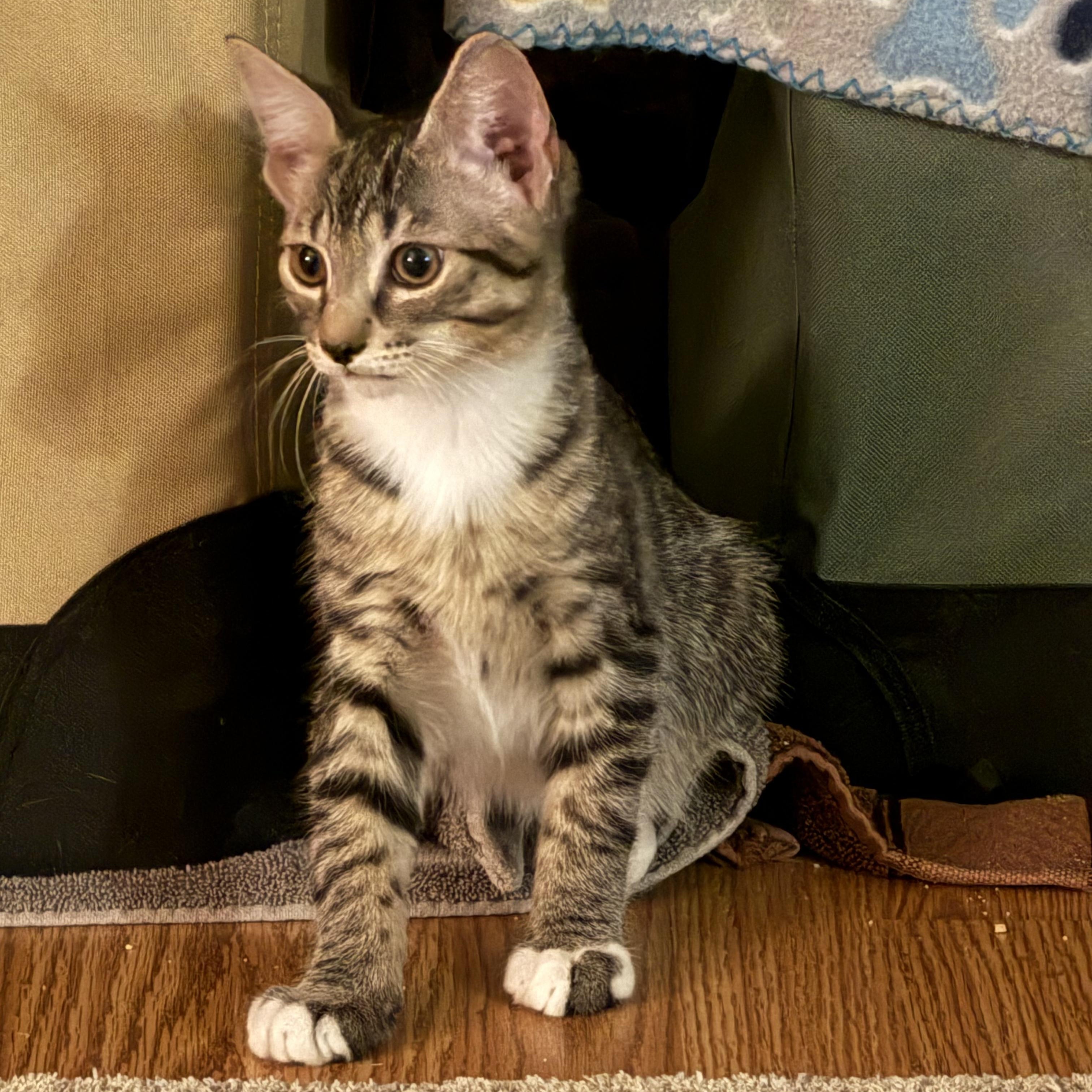 Buffalo *6 month old kitten*, Adoptable, Kitten Male Domestic Short Hair.