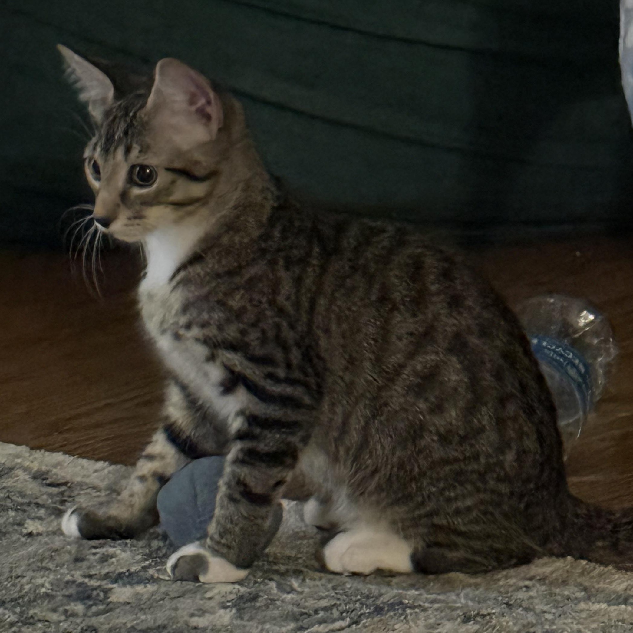 Enlarge Buffalo *6 month old kitten*, a Adoptable Domestic Short Hair in Kissimmee, FL image 4/6