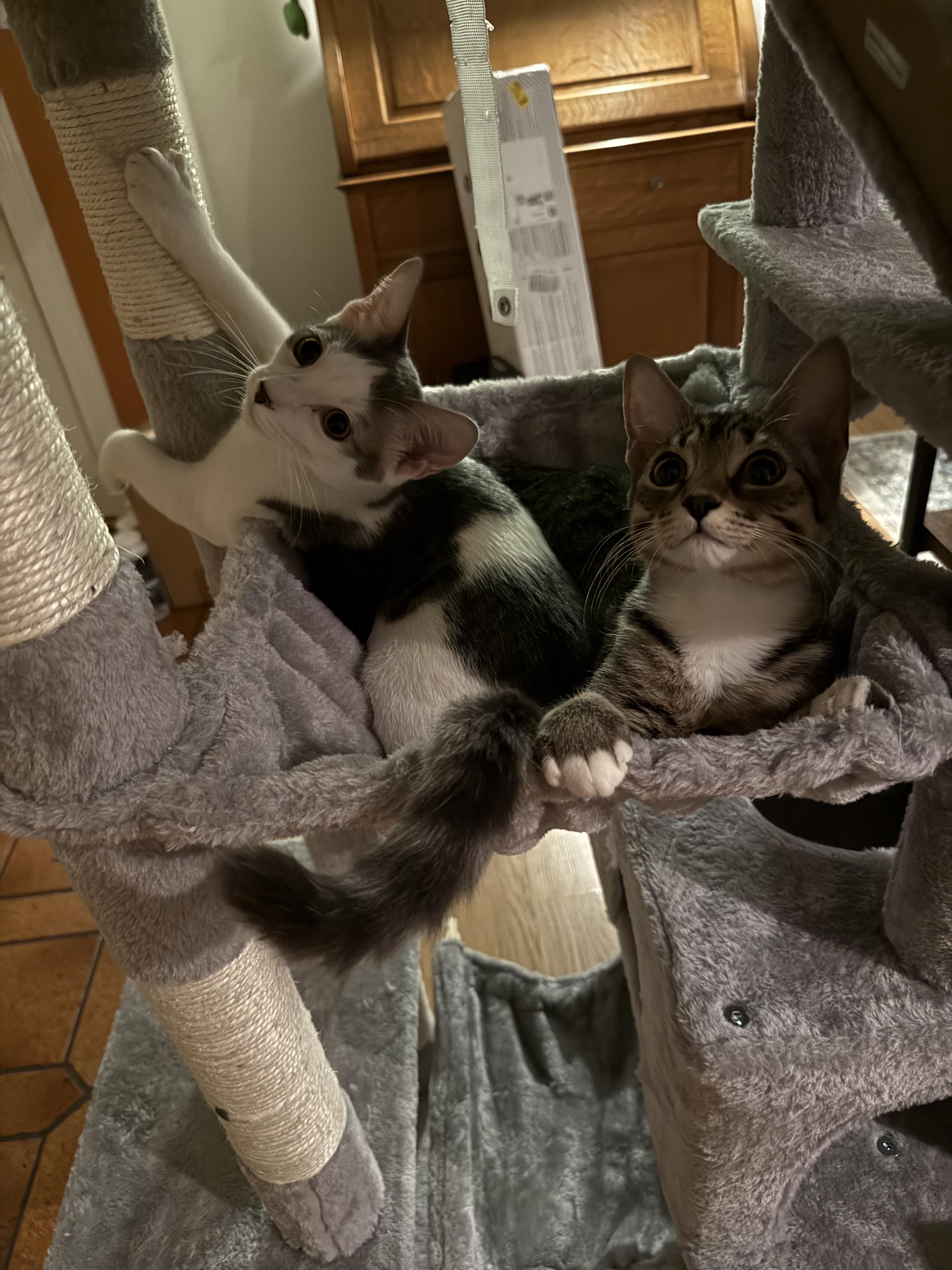 Enlarge Buffalo *6 month old kitten*, a Adoptable Domestic Short Hair in Kissimmee, FL image 6/6