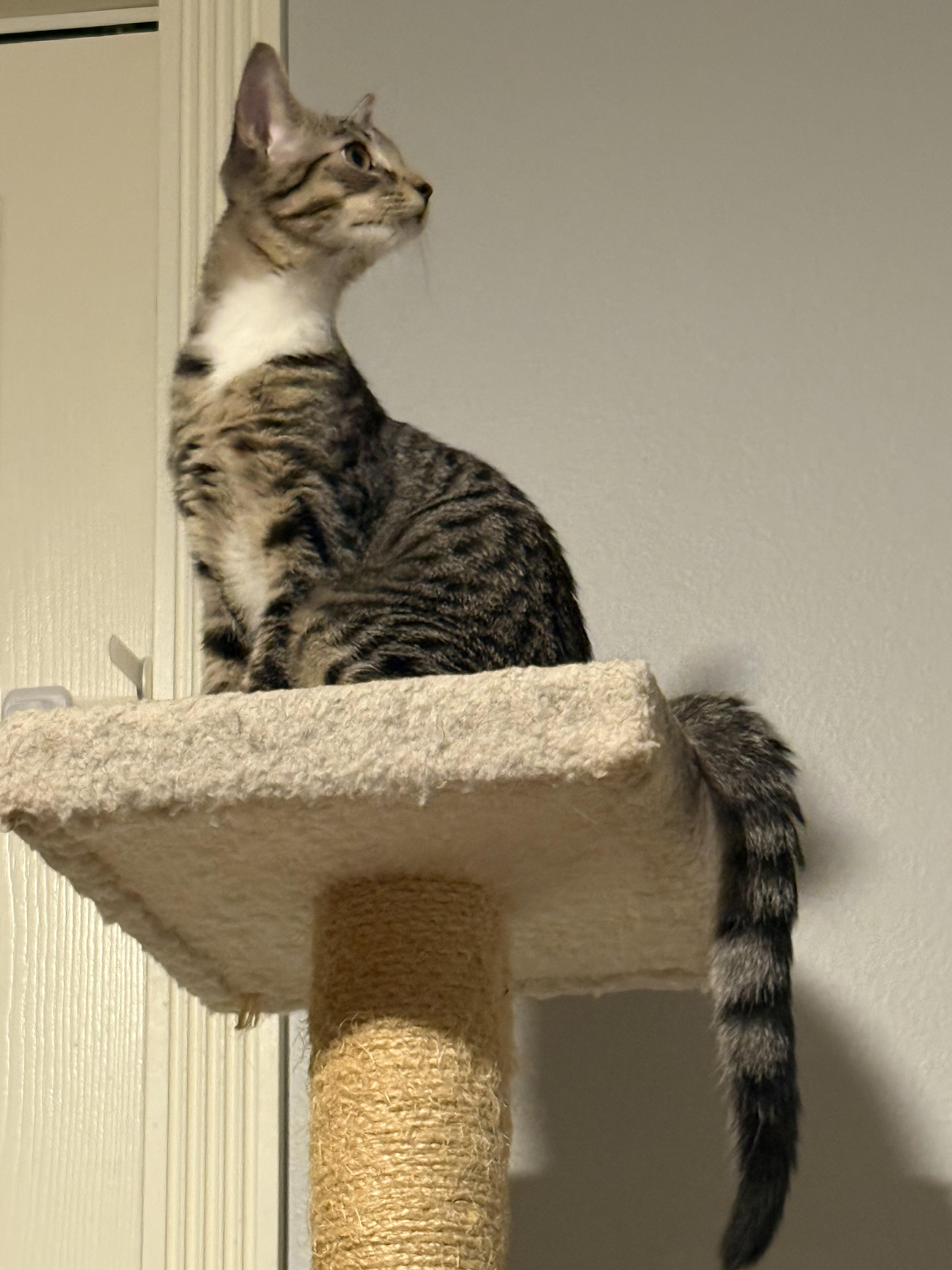 Enlarge Buffalo *6 month old kitten*, a Adoptable Domestic Short Hair in Kissimmee, FL image 2/6