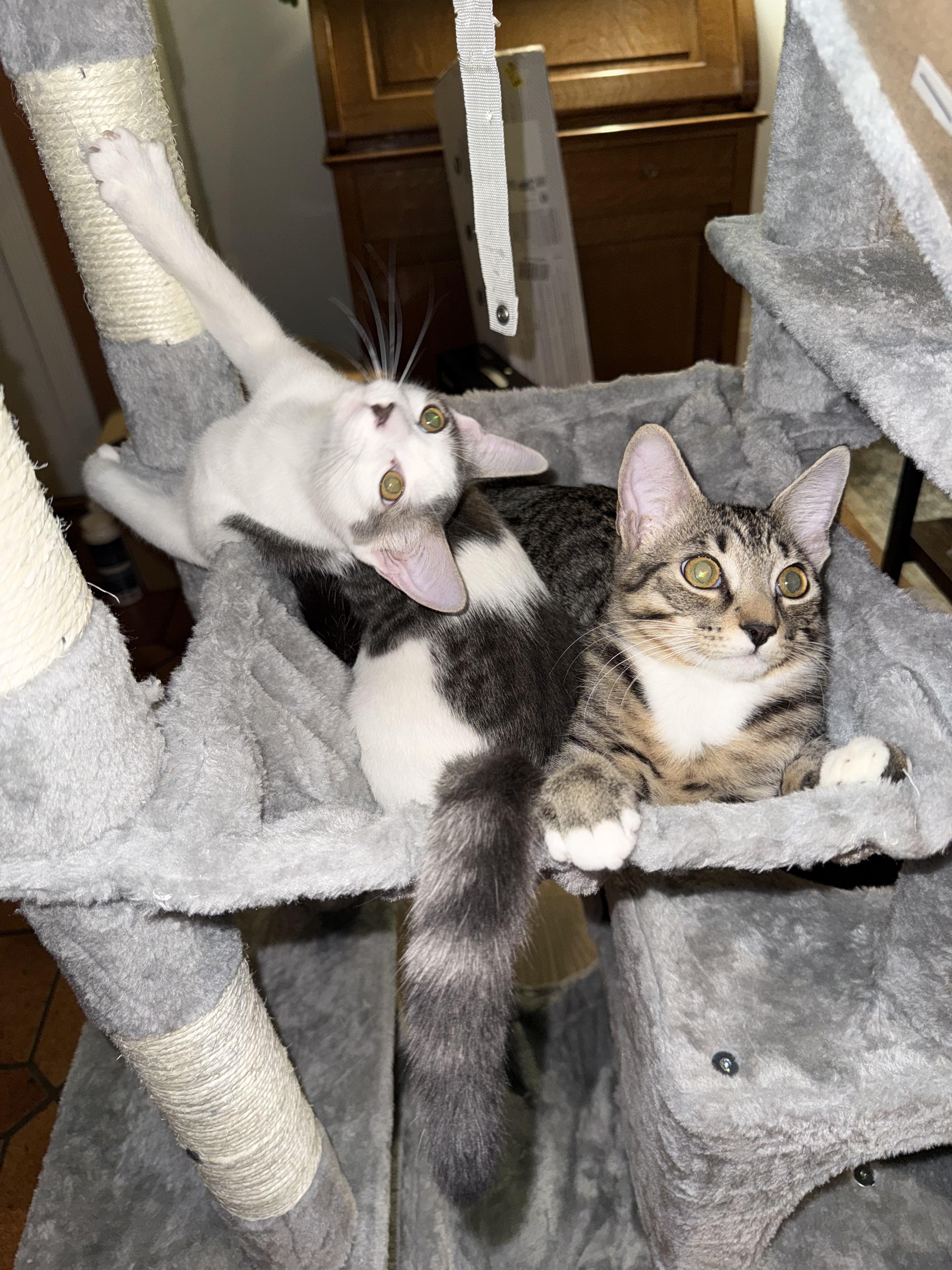 Enlarge Buffalo *6 month old kitten*, a Adoptable Domestic Short Hair in Kissimmee, FL image 3/6