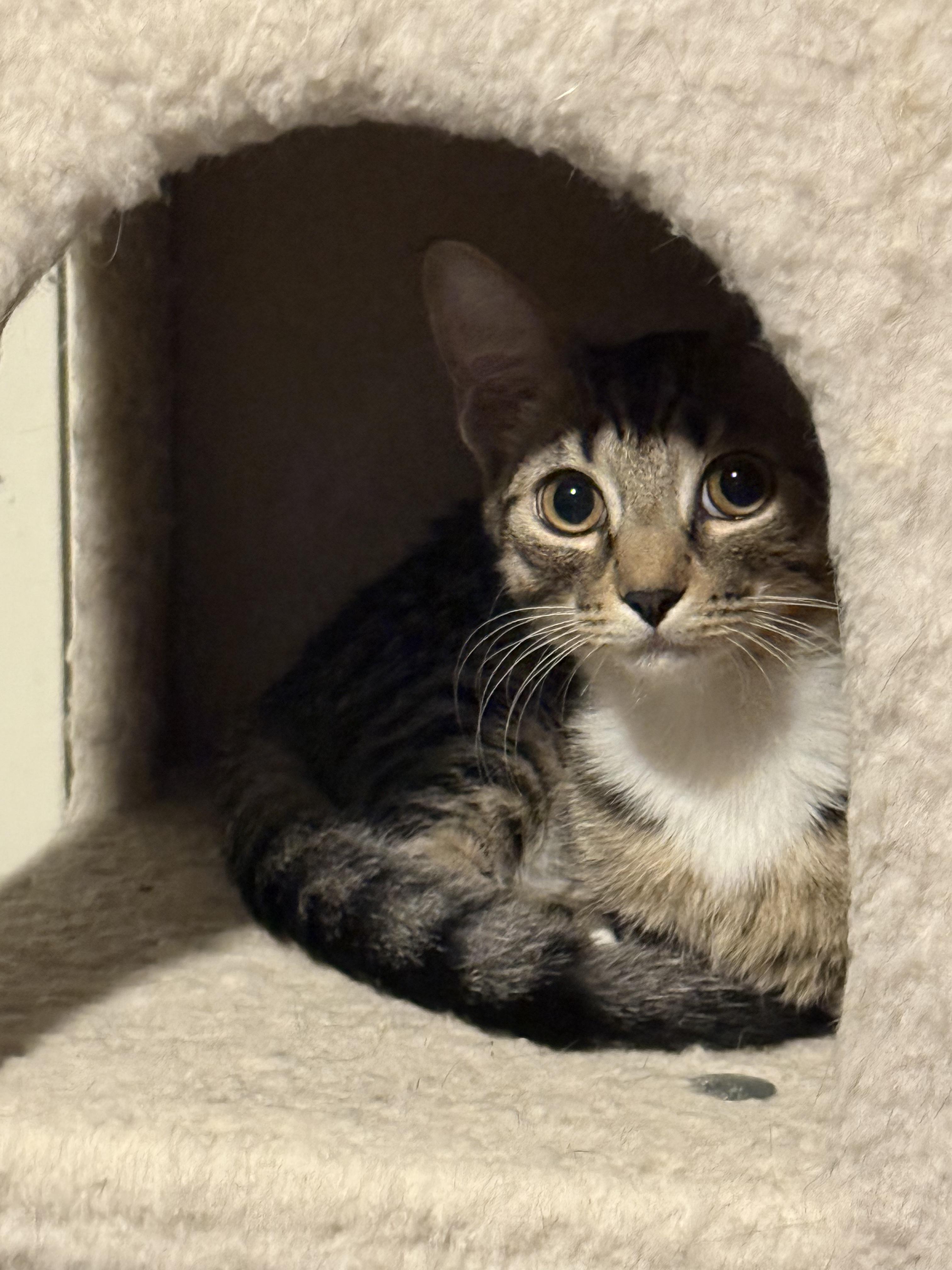 Enlarge Buffalo *6 month old kitten*, a Adoptable Domestic Short Hair in Kissimmee, FL image 5/6