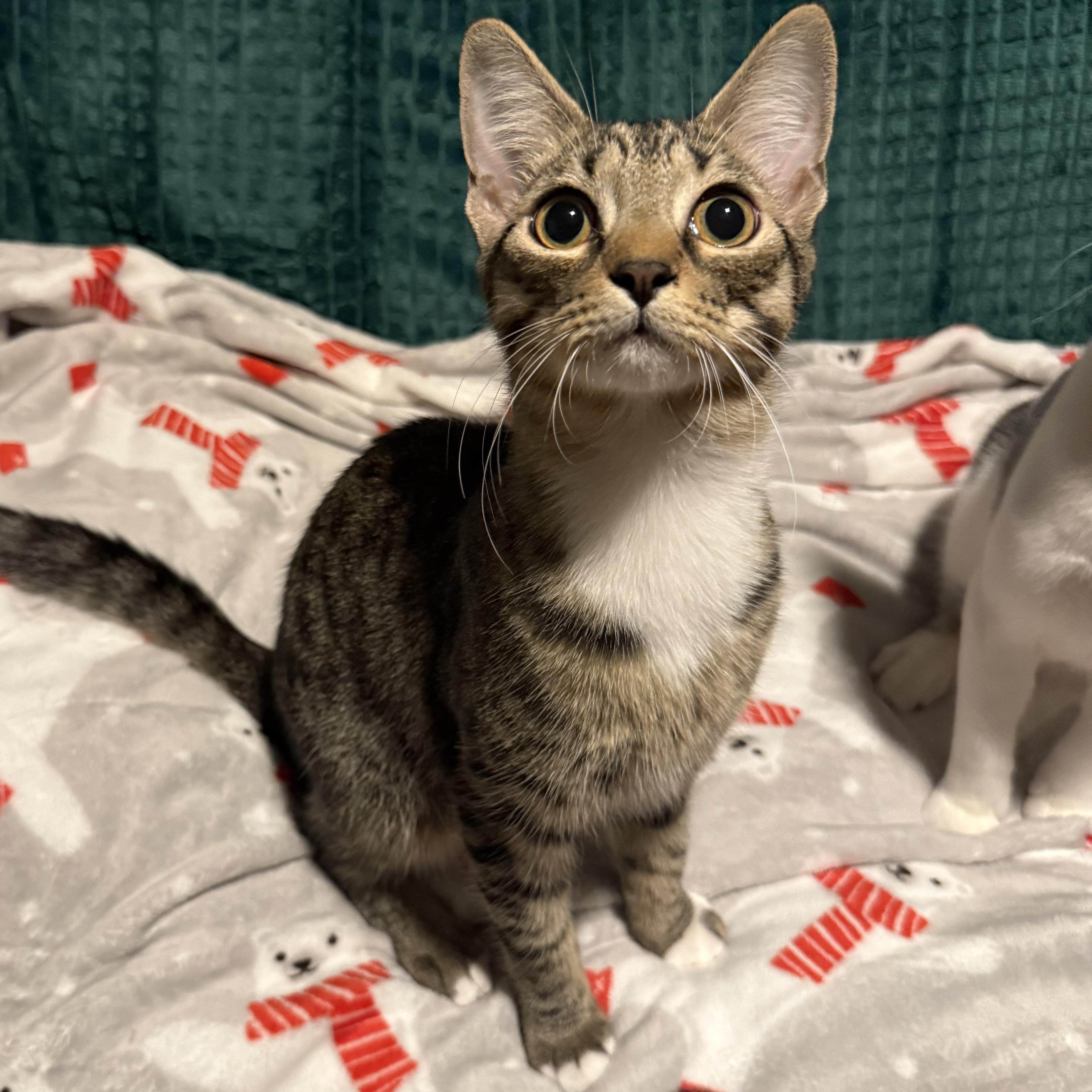 Enlarge Buffalo *6 month old kitten*, a Adoptable Domestic Short Hair in Kissimmee, FL image 1/5