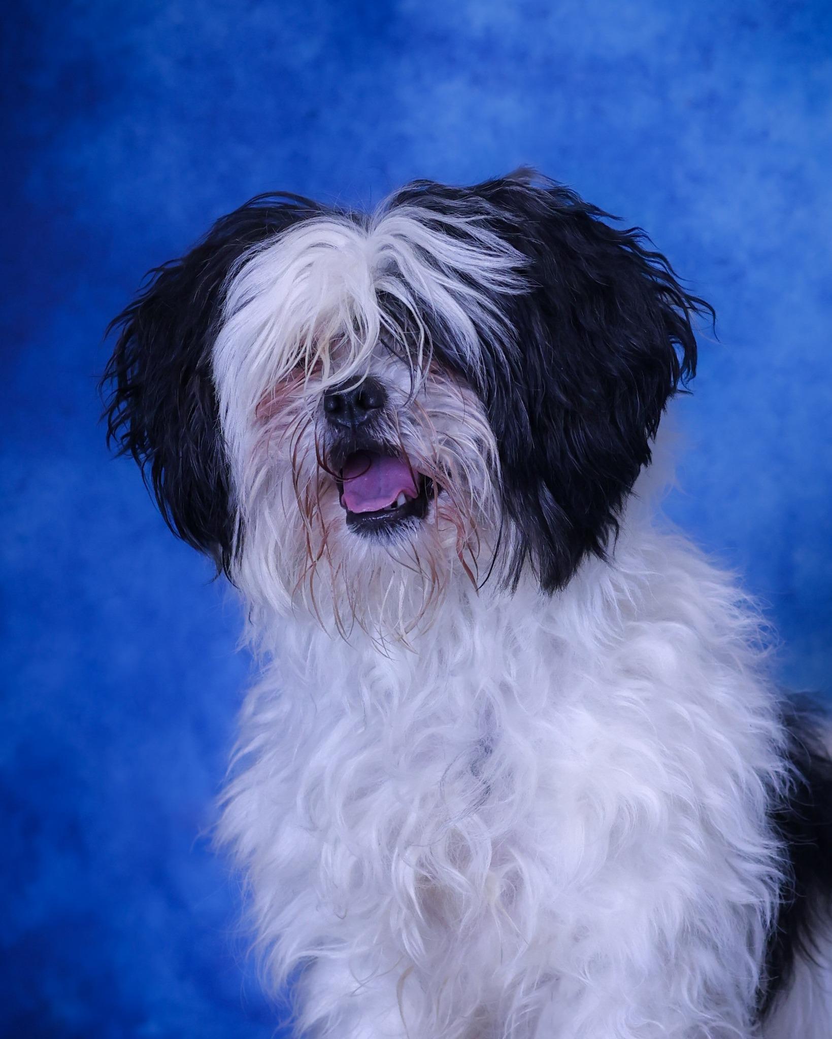PLAYBILL (0504), adopted, Young Male Shih Tzu.