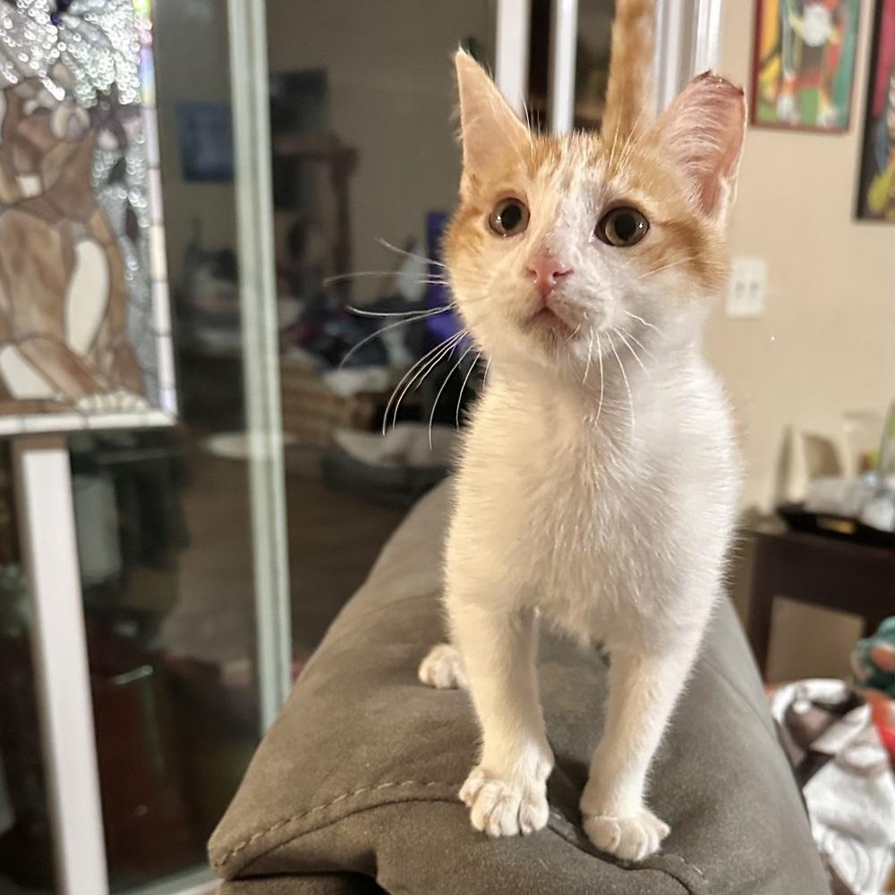 Kenai, Adoptable, Kitten Male Domestic Short Hair.