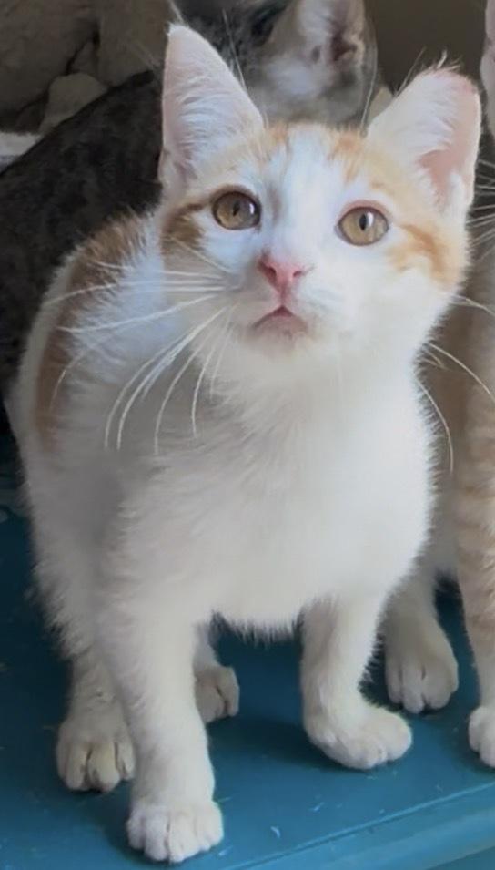 Kenai, a Adoptable Domestic Short Hair in Panama City Beach, FL image 2/5