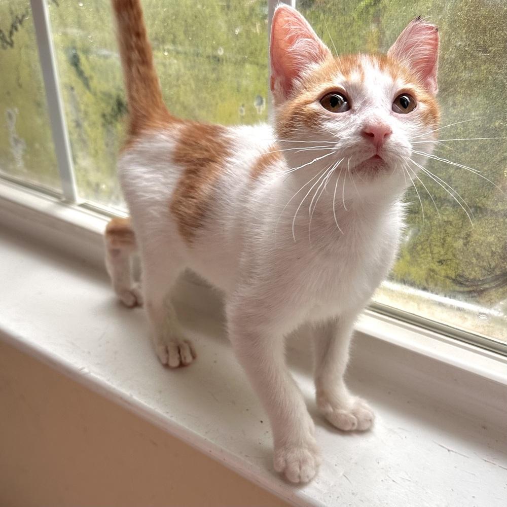 Kenai, a Adoptable Domestic Short Hair in Panama City Beach, FL image 4/5