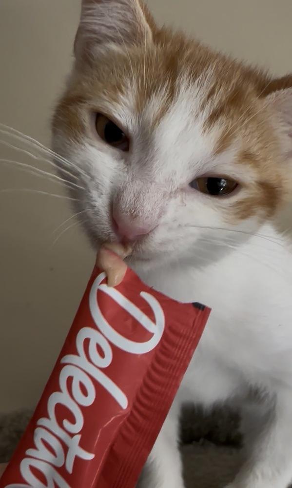 Kenai, a Adoptable Domestic Short Hair in Panama City Beach, FL image 5/5