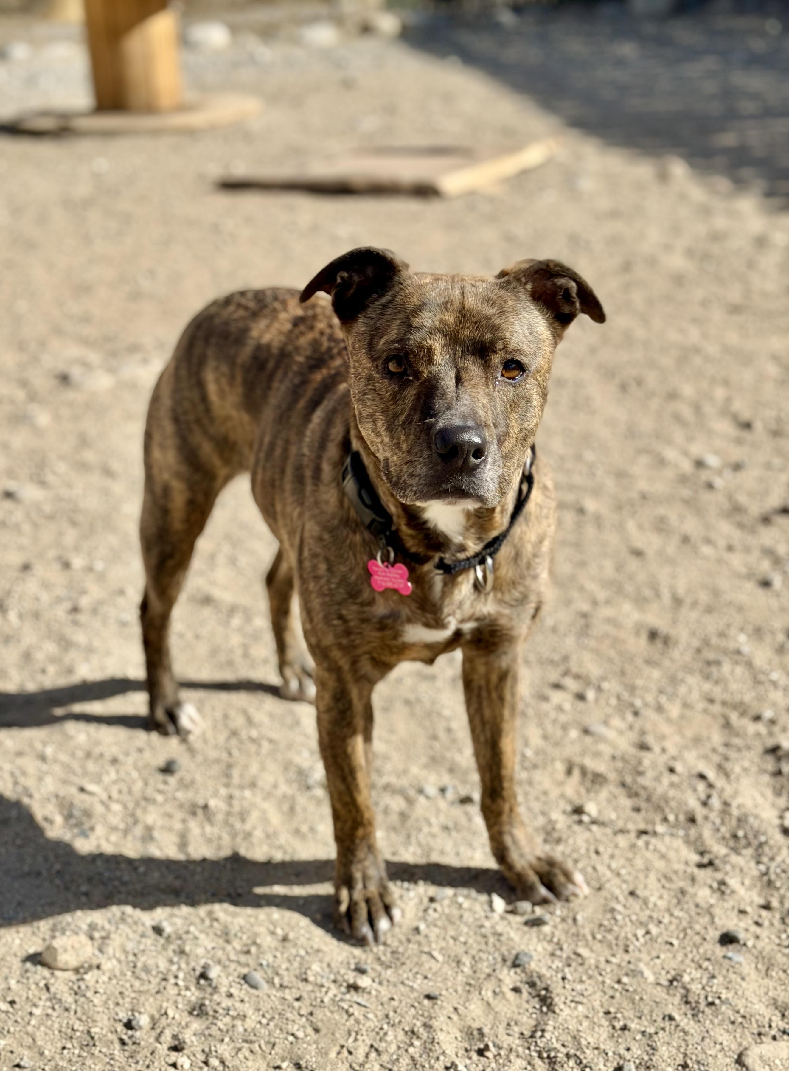 Zazu, ADOPTABLE, Adult Female Mountain Cur.