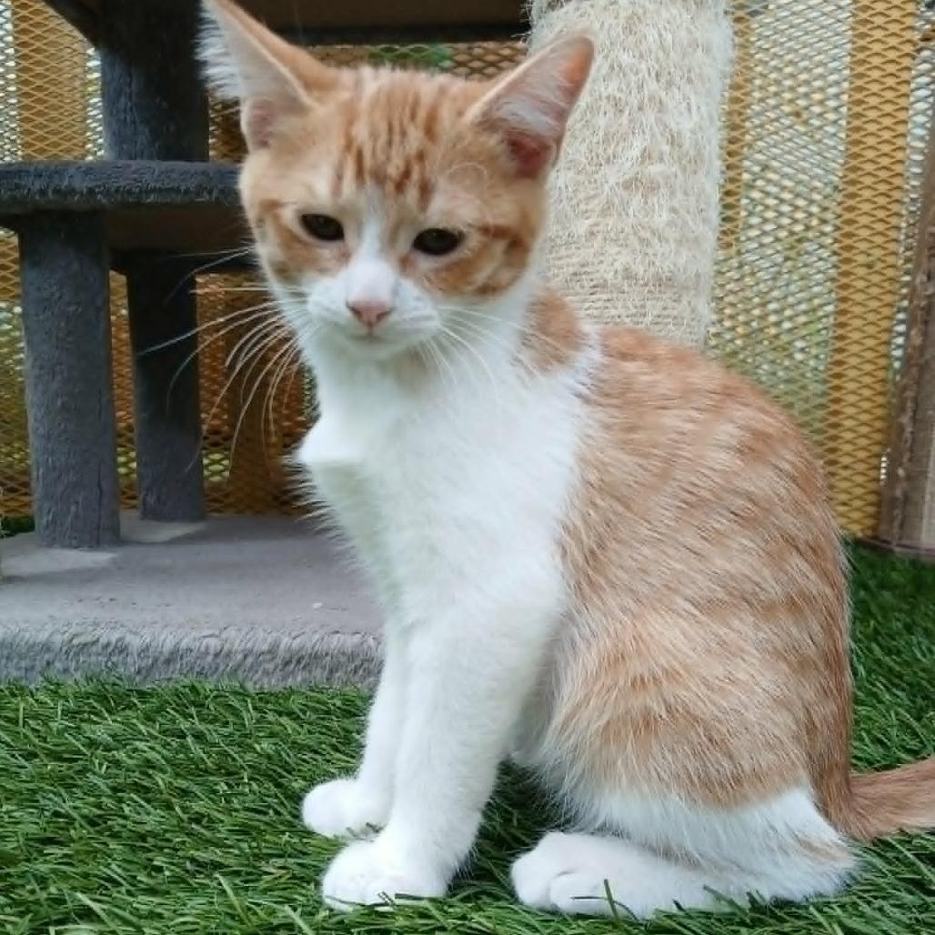 Dian, a Adoptable Domestic Short Hair in Las Cruces, NM image 1/5