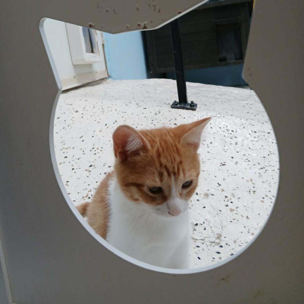 Dian, a Adoptable Domestic Short Hair in Las Cruces, NM image 2/5