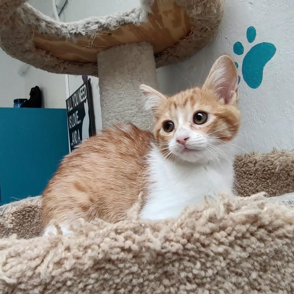 Dian, a Adoptable Domestic Short Hair in Las Cruces, NM image 3/5