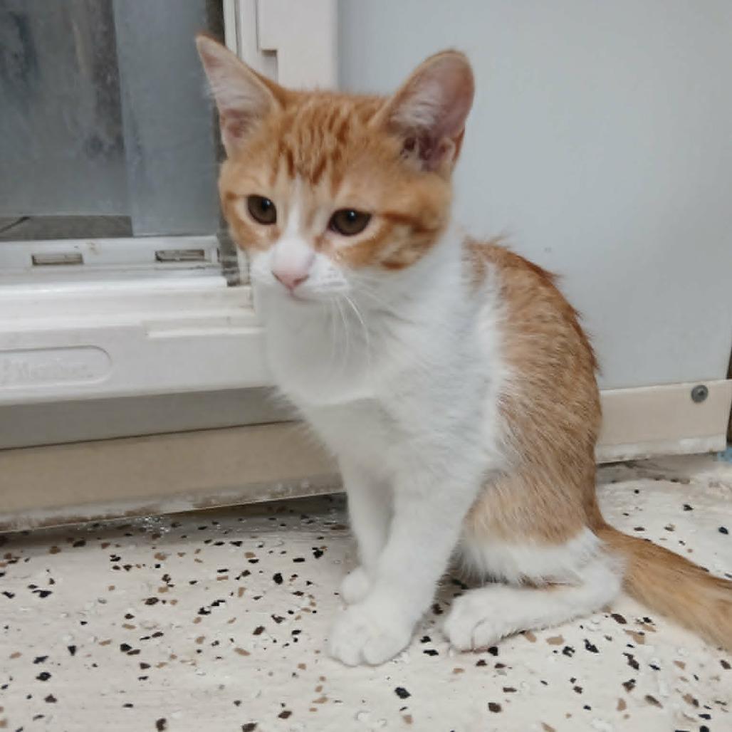 Dian, a Adoptable Domestic Short Hair in Las Cruces, NM image 4/5
