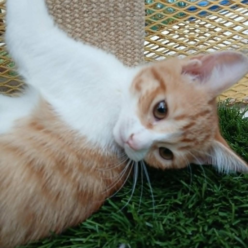 Dian, a Adoptable Domestic Short Hair in Las Cruces, NM image 5/5