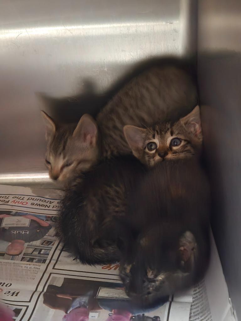 Strawberry, Adoptable, Kitten Male Tabby.