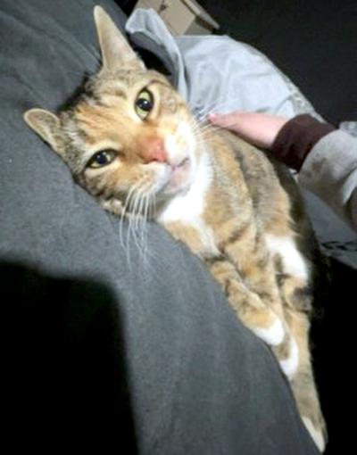 Birdie, a ADOPTABLE Domestic Short Hair in Mississauga, ON image 5/6