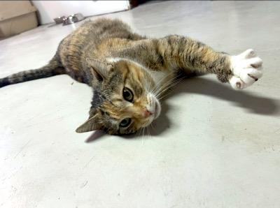 Birdie, a ADOPTABLE Domestic Short Hair in Mississauga, ON image 4/6