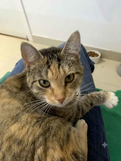 Birdie, a ADOPTABLE Domestic Short Hair in Mississauga, ON image 6/6