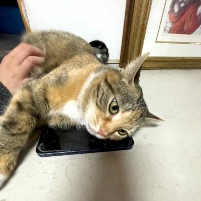Birdie, a ADOPTABLE Domestic Short Hair in Mississauga, ON image 2/6