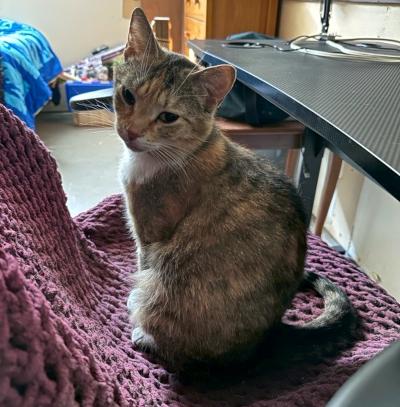 Birdie, a ADOPTABLE Domestic Short Hair in Mississauga, ON image 3/6
