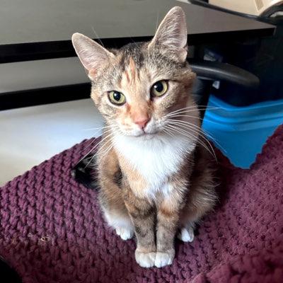 Birdie, ADOPTABLE, Adult Female Domestic Short Hair.