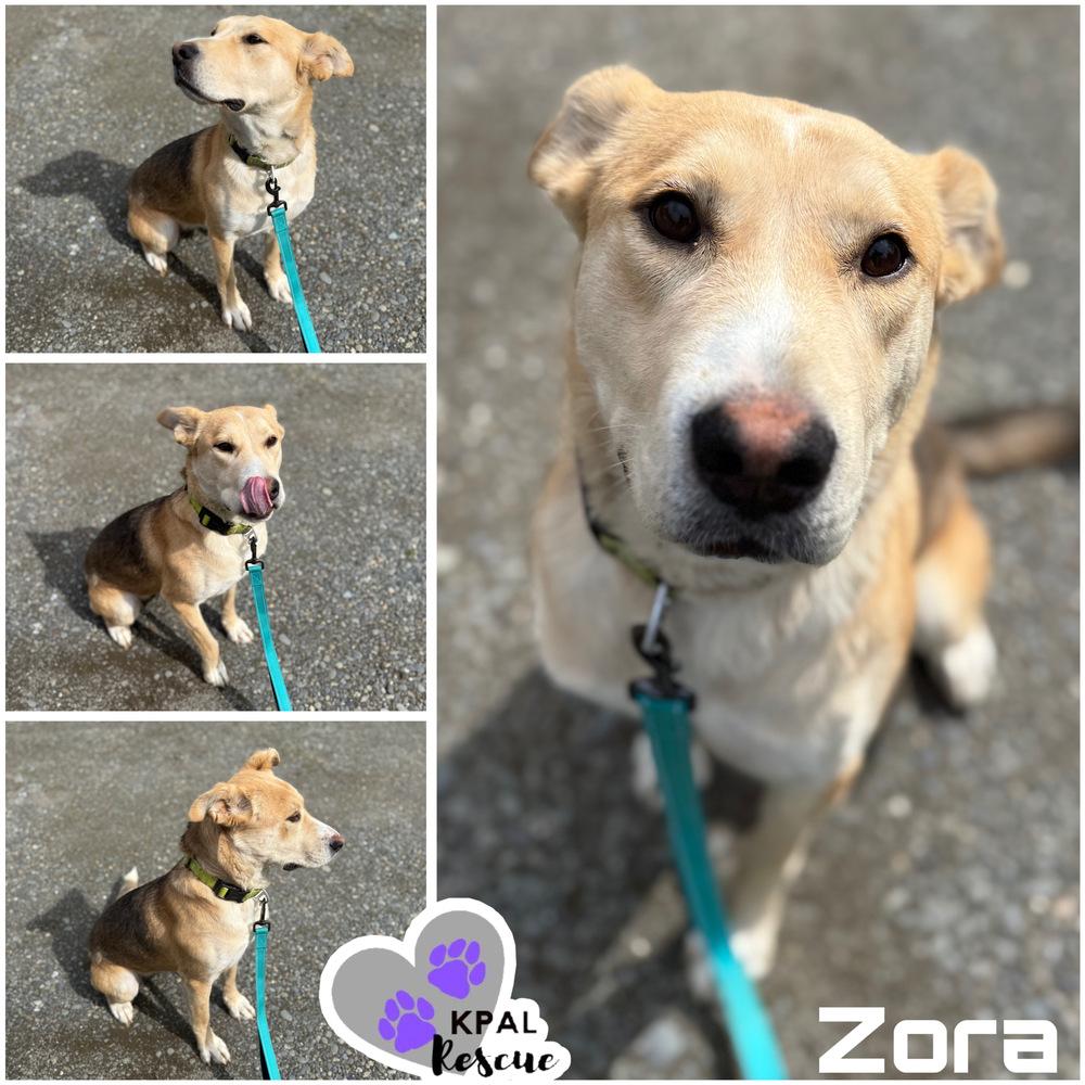Zora - States Litter Mom, Adoptable, Adult Female Mixed Breed & Mixed Breed.