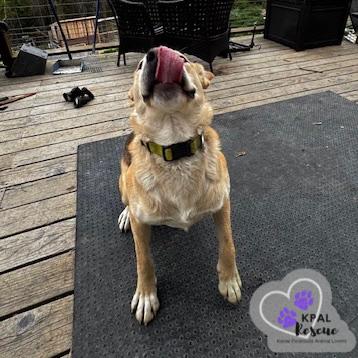 Enlarge Zora - States Litter Mom, a Adoptable mixed breed in Kenai, AK image 1/6