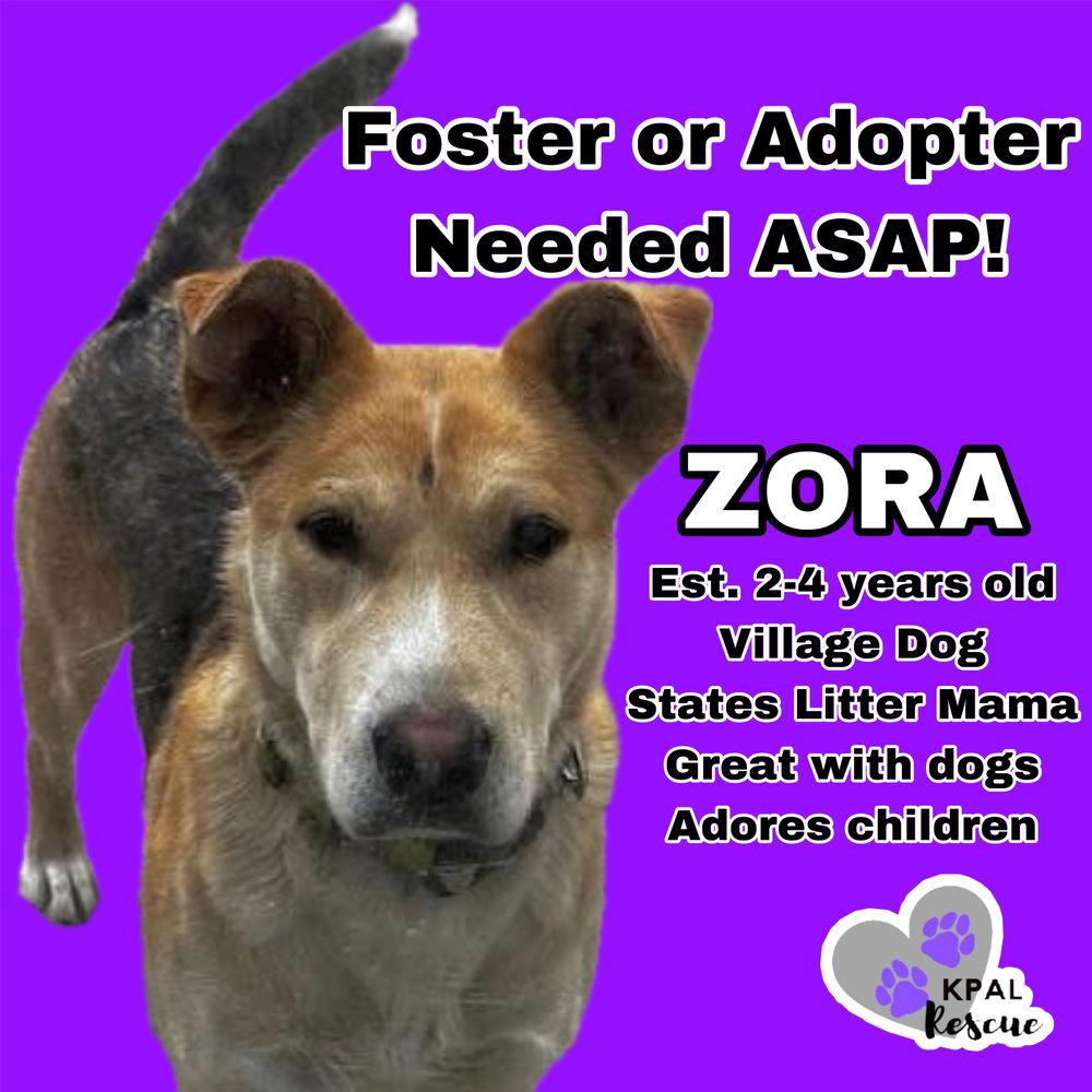 Enlarge Zora - States Litter Mom, a Adoptable mixed breed in Kenai, AK image 2/6