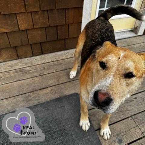 Enlarge Zora - States Litter Mom, a Adoptable mixed breed in Kenai, AK image 3/6