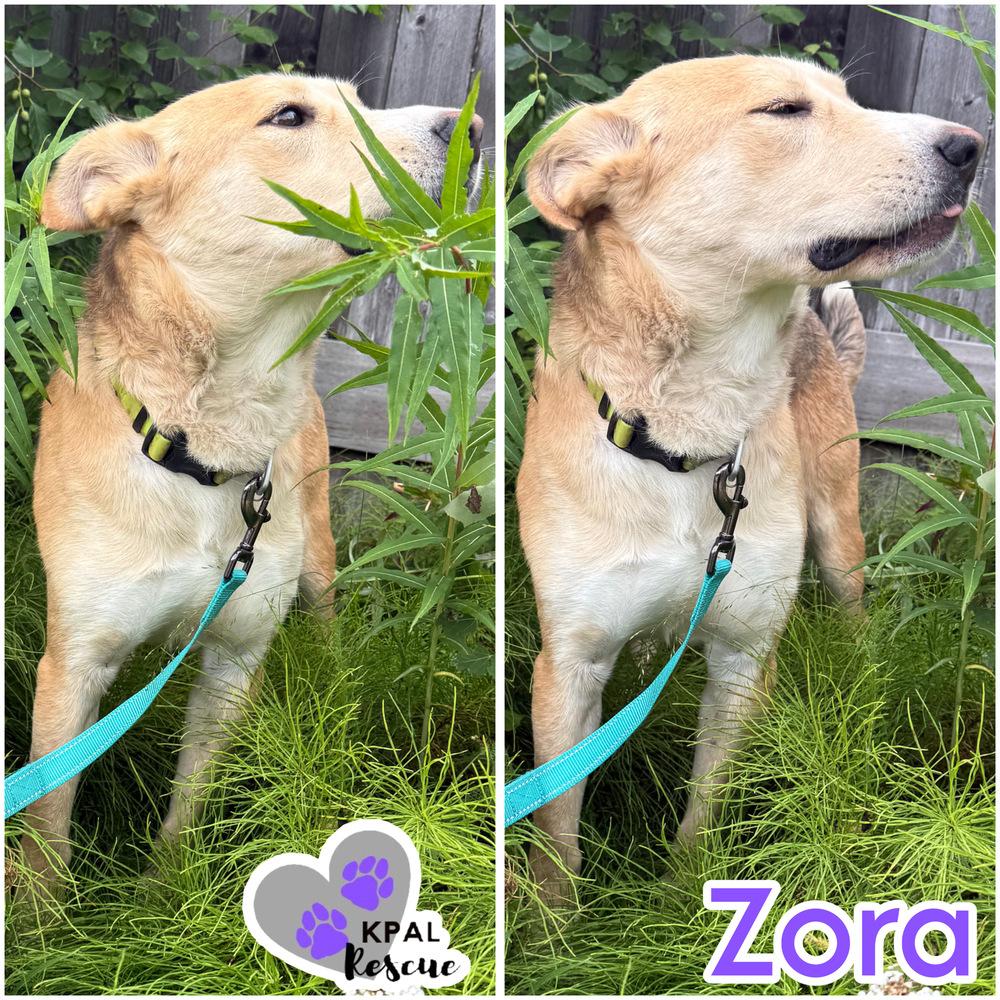 Enlarge Zora - States Litter Mom, a Adoptable mixed breed in Kenai, AK image 3/6