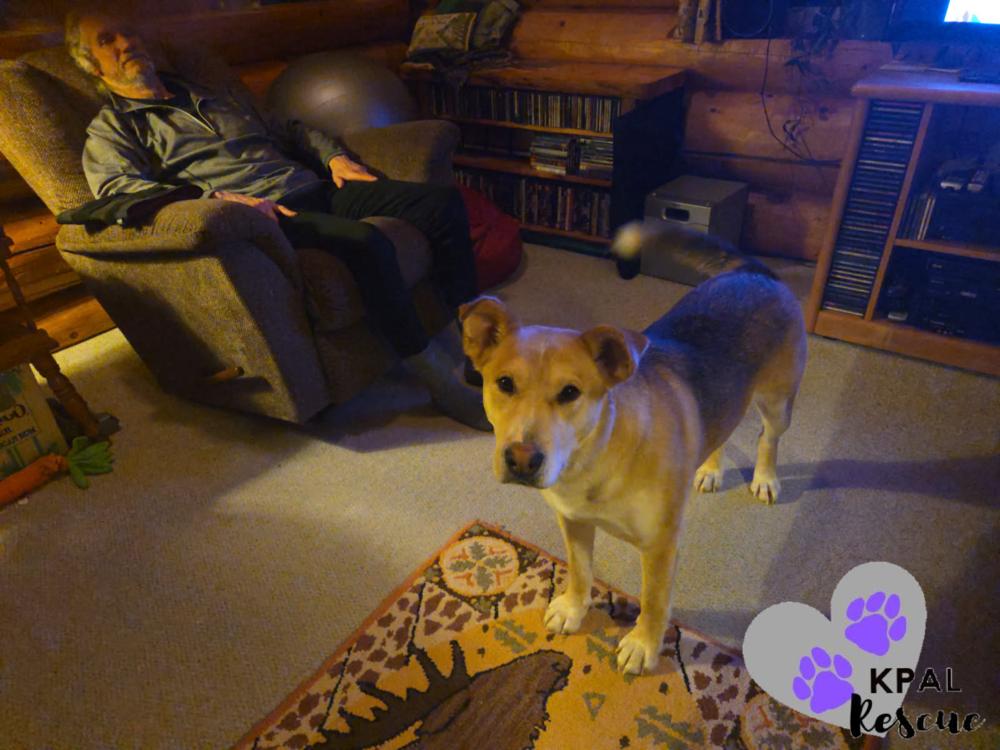 Zora - States Litter Mom, a Adoptable mixed breed in Kenai, AK image 4/6