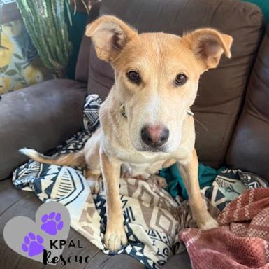 Enlarge Zora - States Litter Mom, a Adoptable mixed breed in Kenai, AK image 4/6