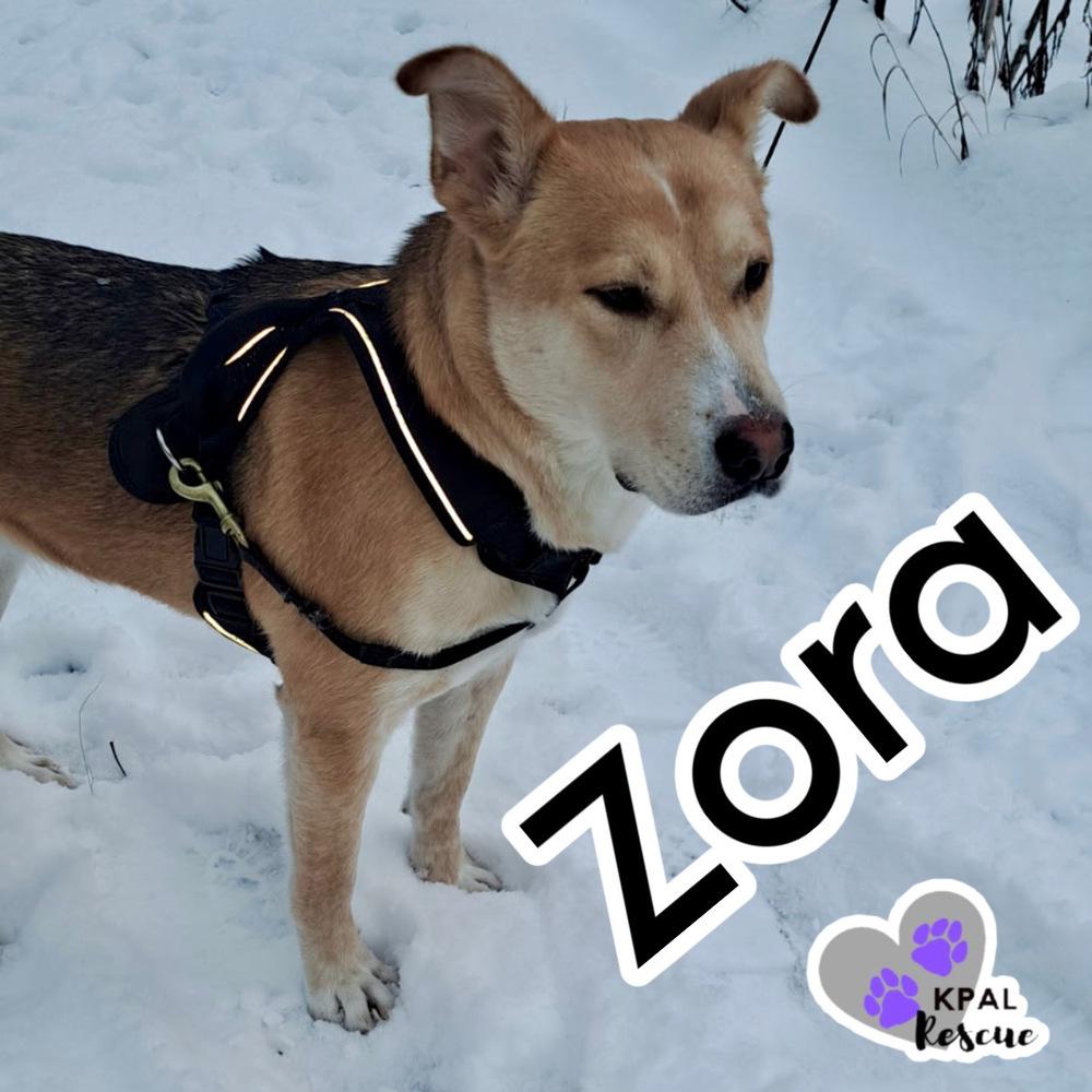 Enlarge Zora - States Litter Mom, a Adoptable mixed breed in Kenai, AK image 5/6