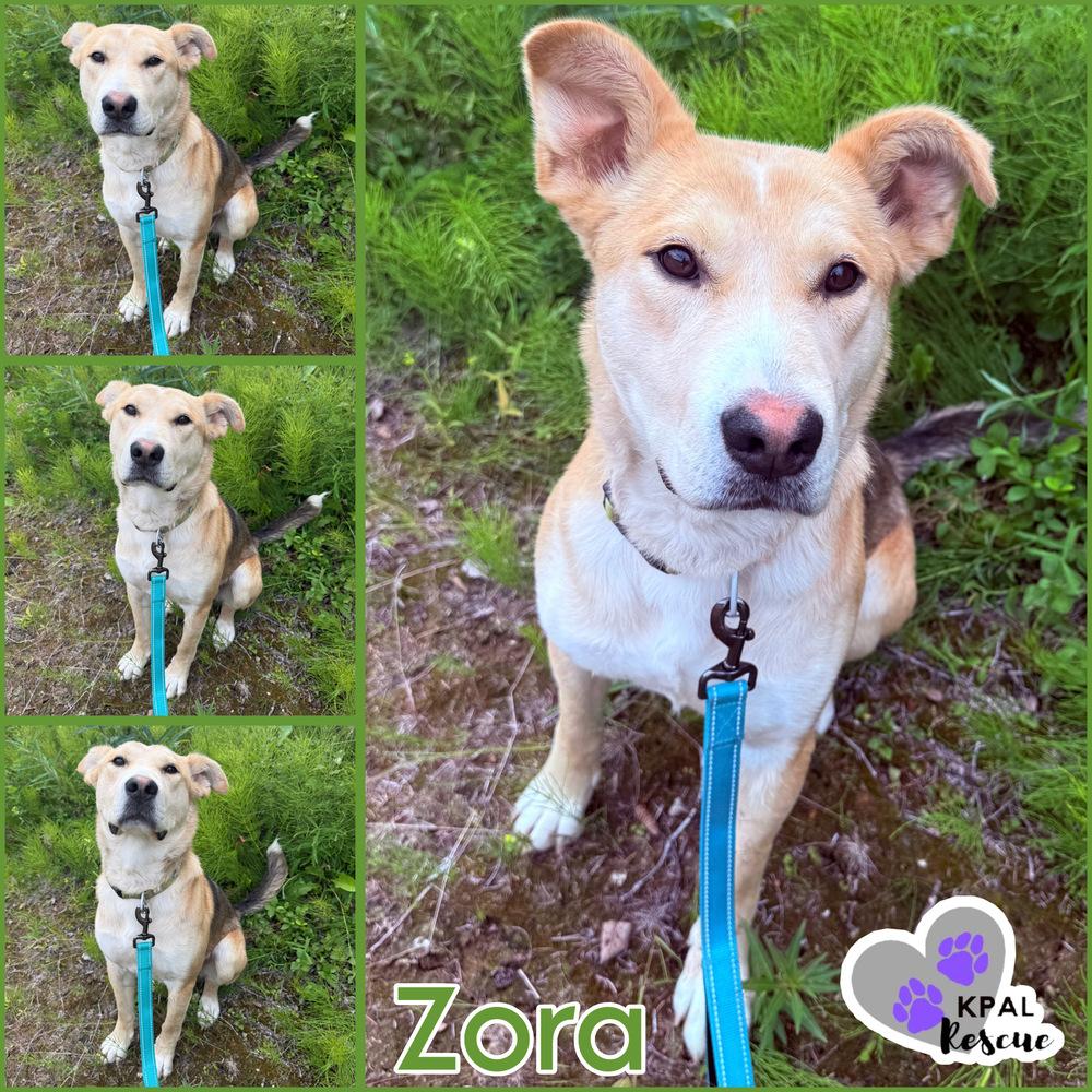 Enlarge Zora - States Litter Mom, a Adoptable mixed breed in Kenai, AK image 6/6