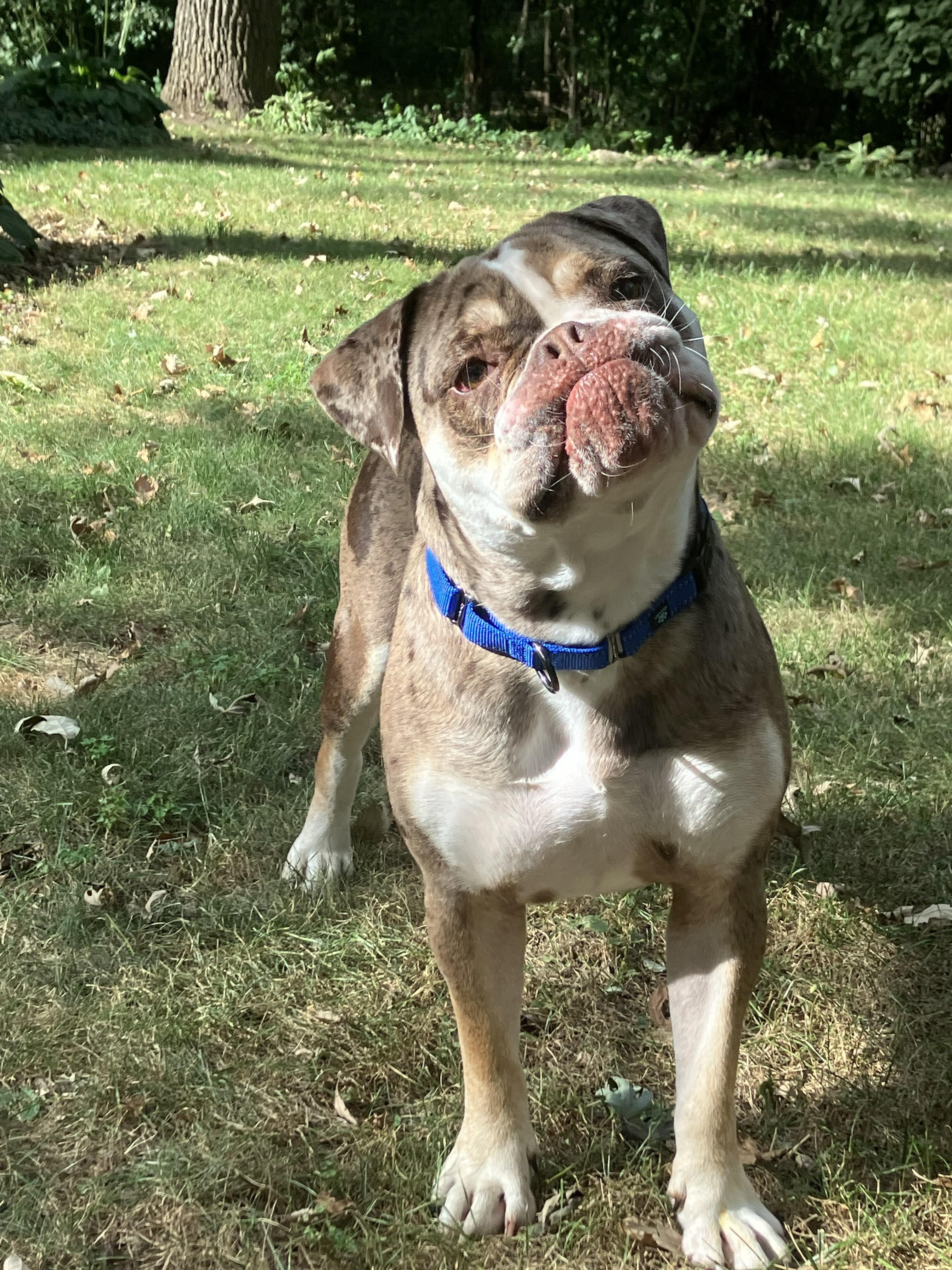 Mud, Adoptable, Young Male English Bulldog.