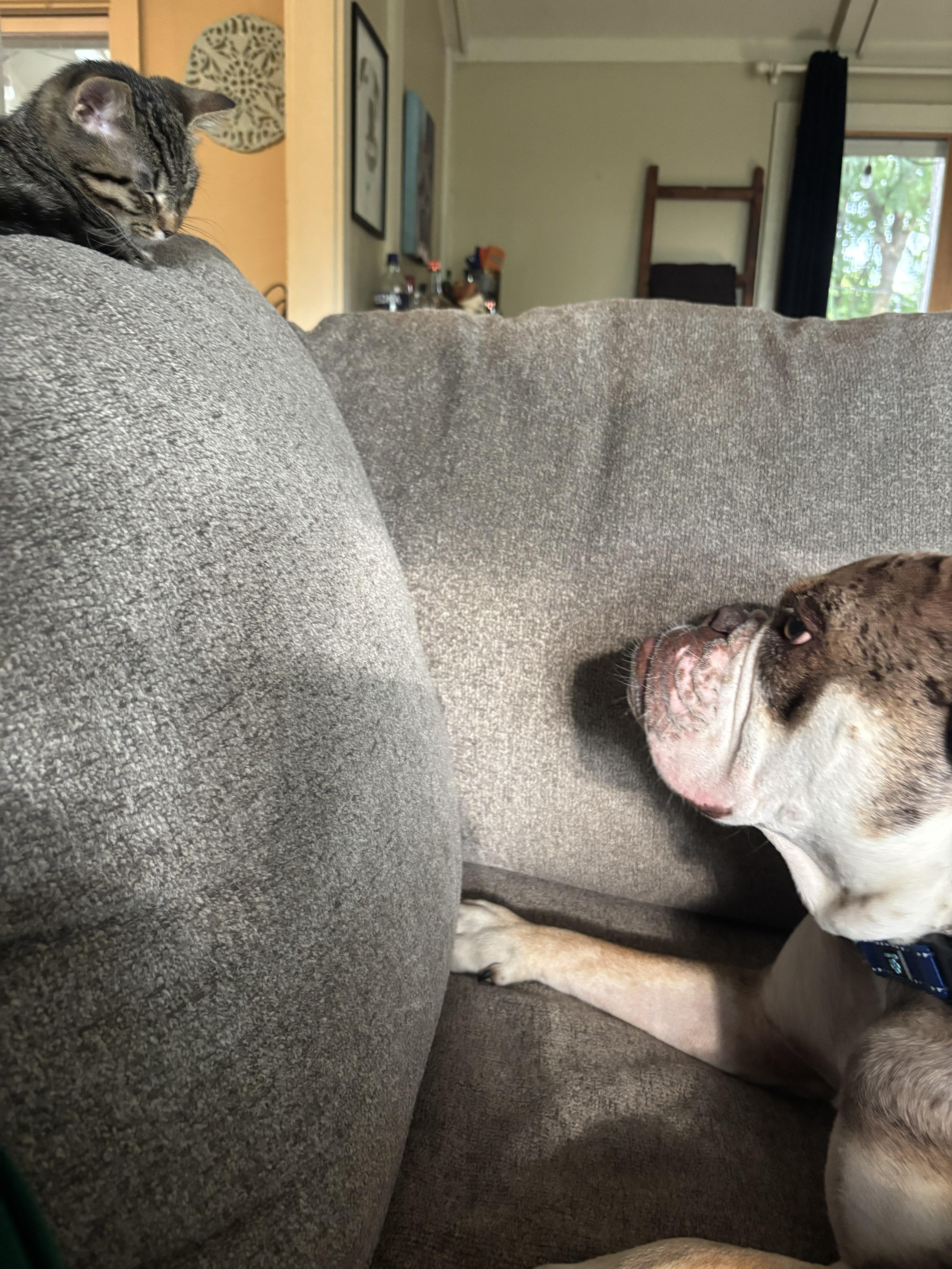 Enlarge Mud, a Adoptable English Bulldog in Wheaton, IL image 2/6