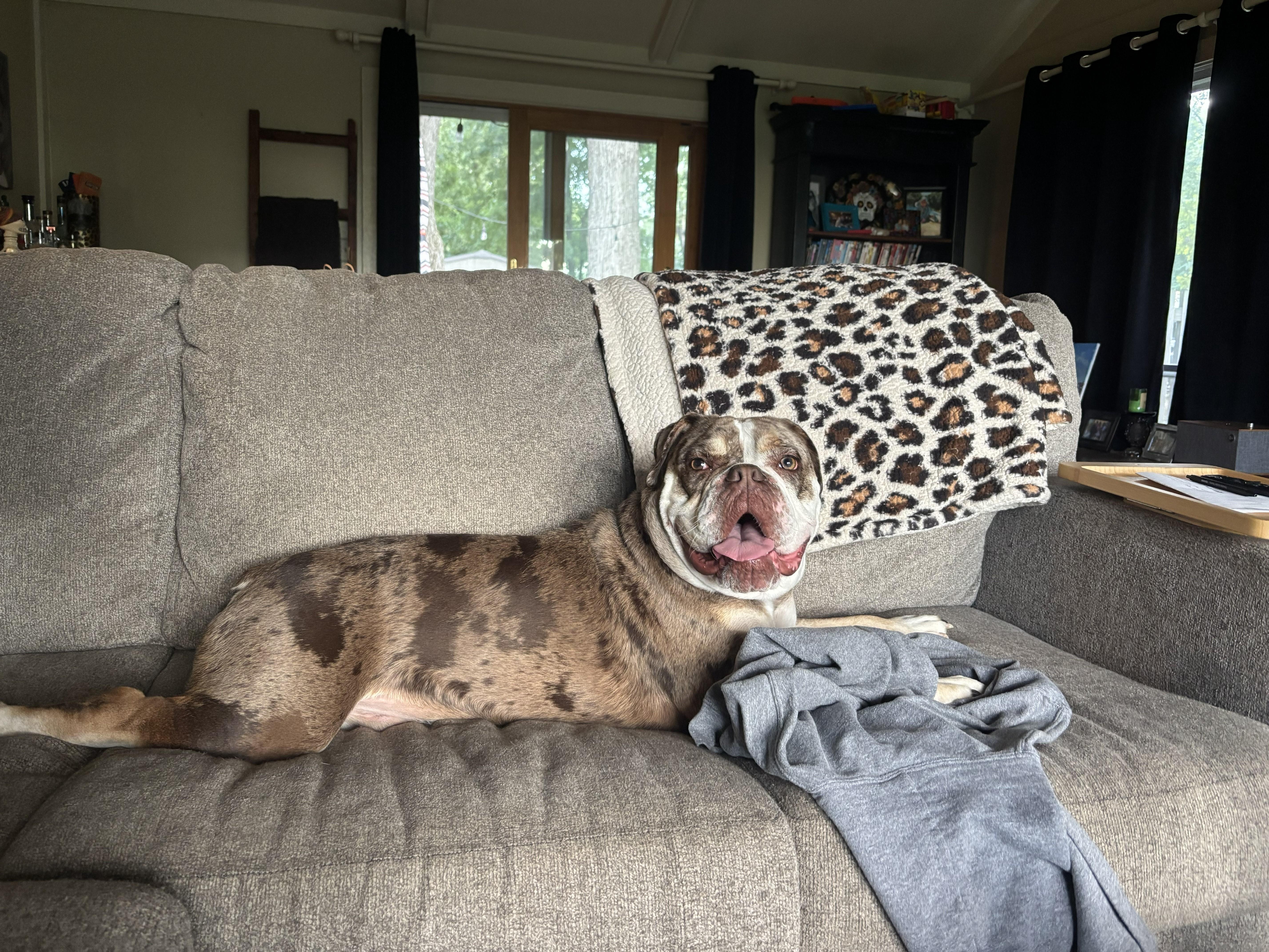 Enlarge Mud, a Adoptable English Bulldog in Wheaton, IL image 3/6