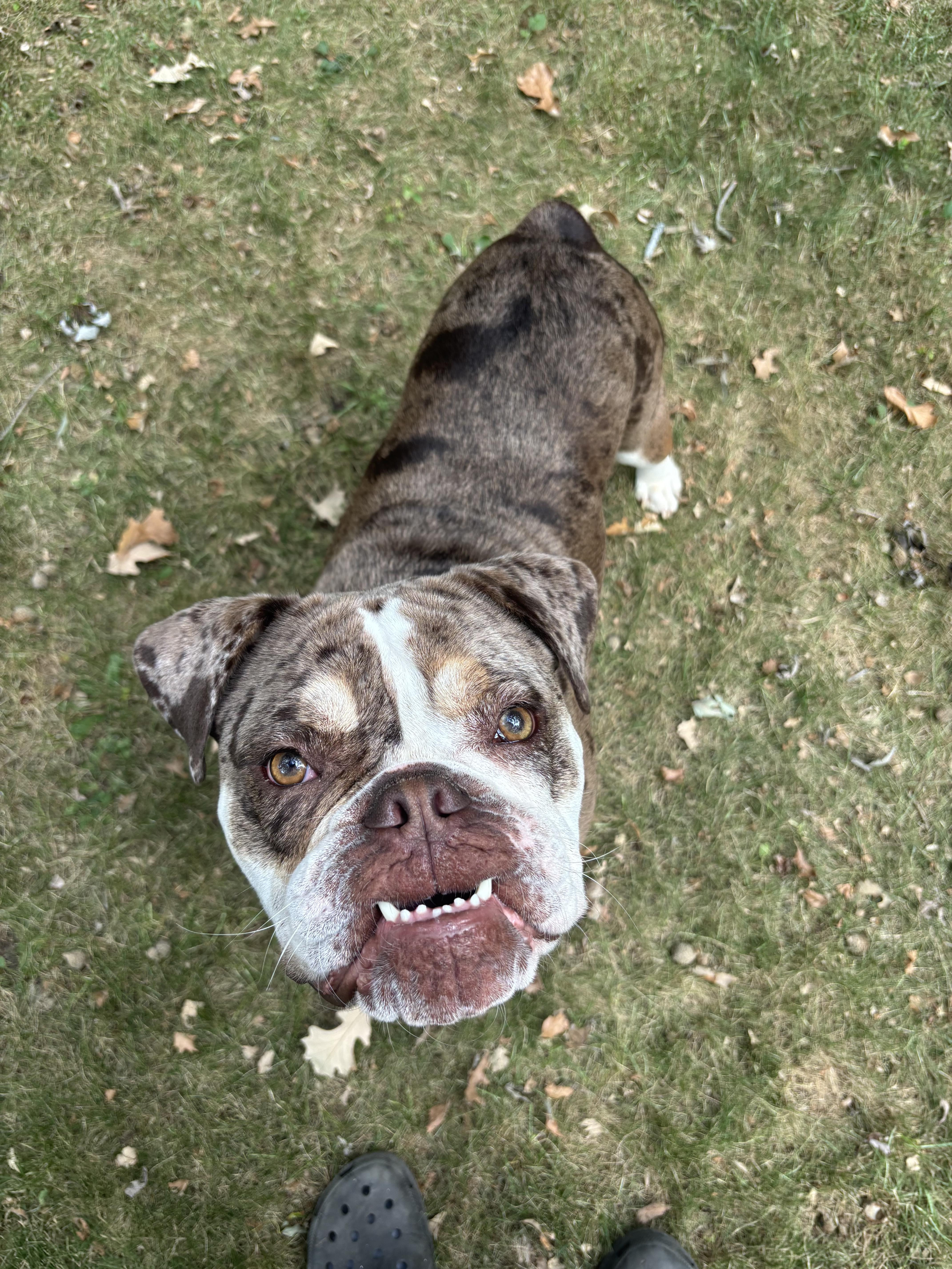 Enlarge Mud, a Adoptable English Bulldog in Wheaton, IL image 4/6