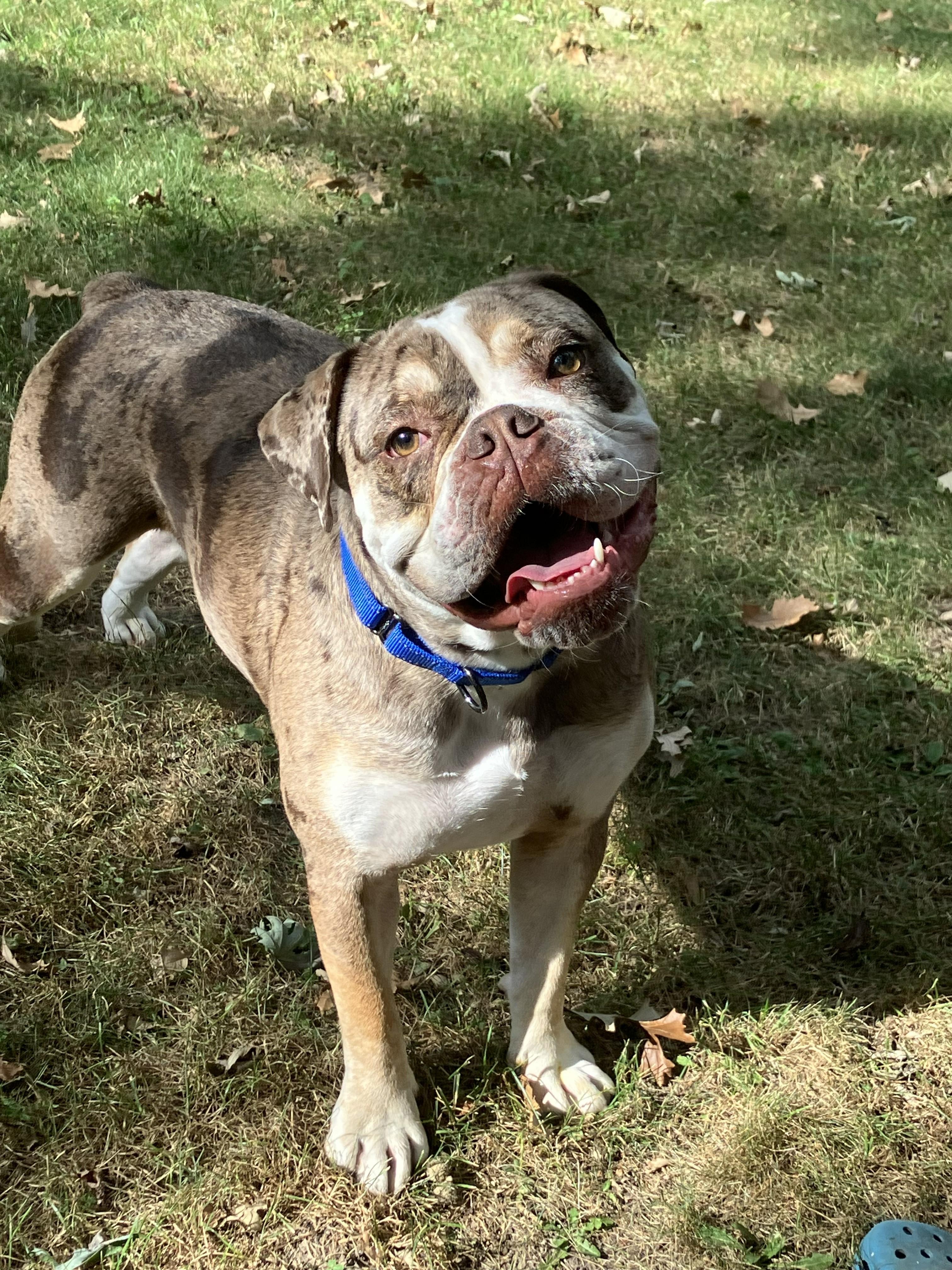 Enlarge Mud, a Adoptable English Bulldog in Wheaton, IL image 5/6