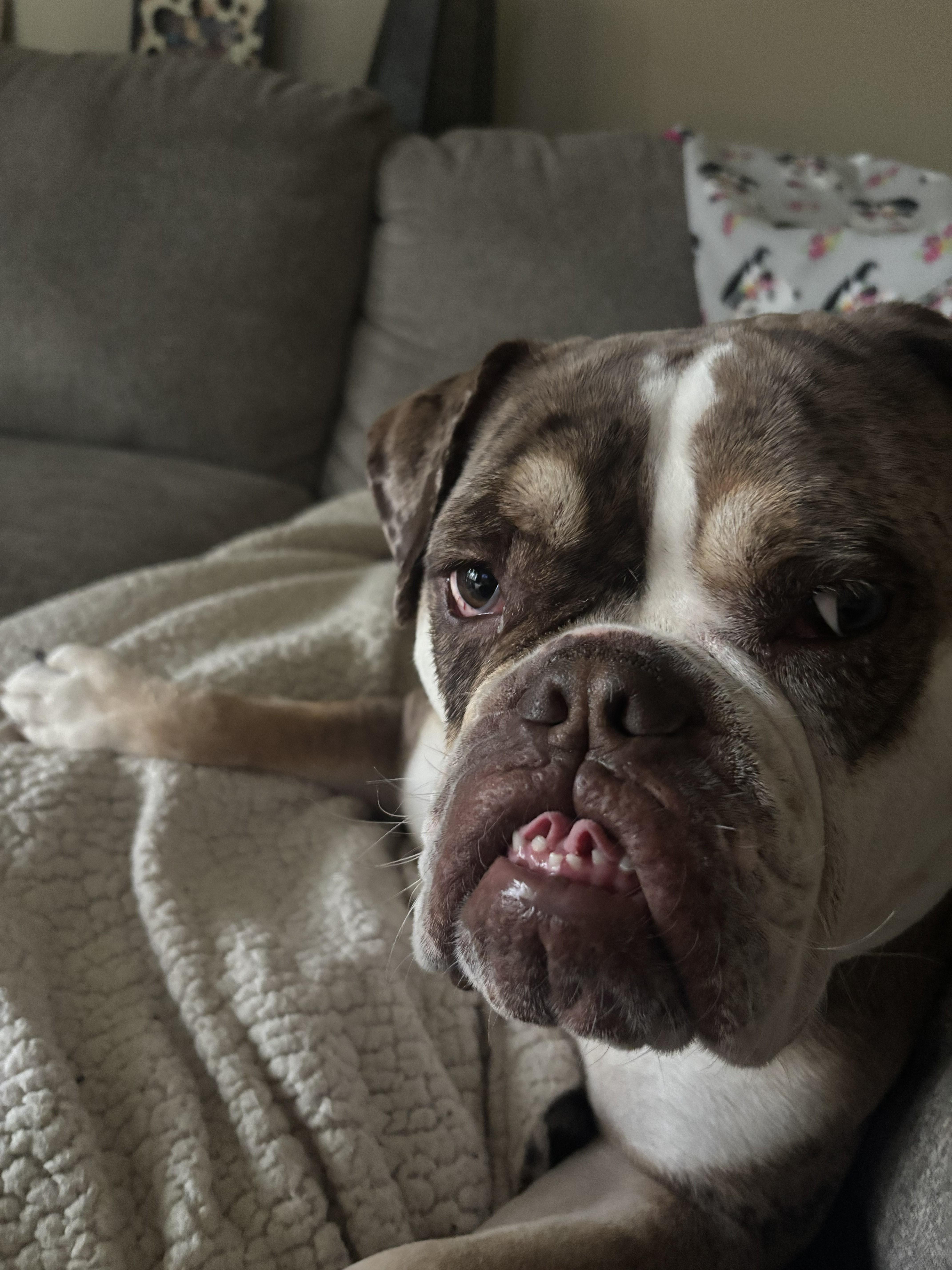 Enlarge Mud, a Adoptable English Bulldog in Wheaton, IL image 6/6