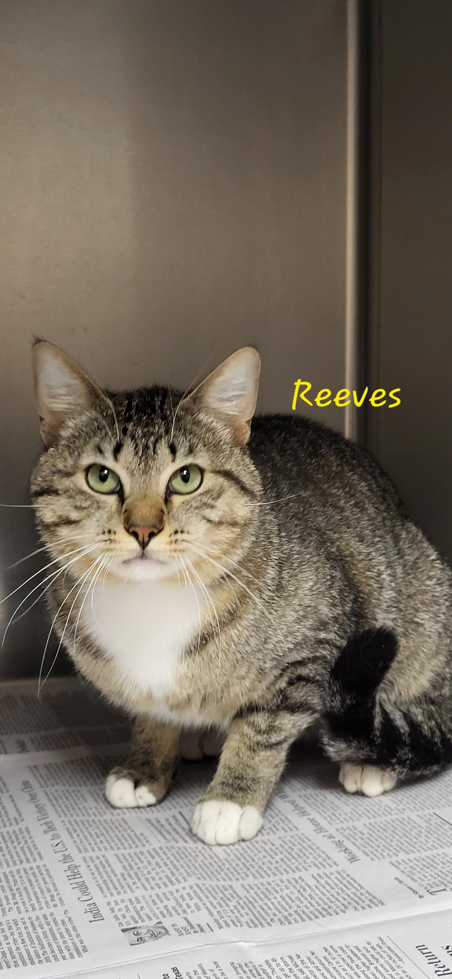 Reeves, adopted, Adult Male Domestic Short Hair.